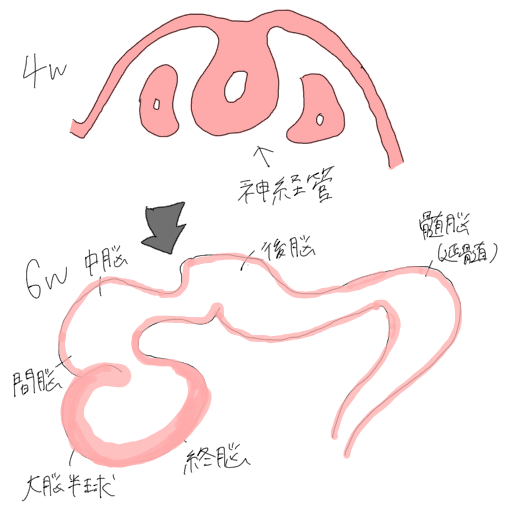 胎児の発達 0 11週 べびままチャンネル