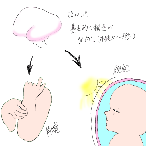 胎児の発達 12 25週 べびままチャンネル