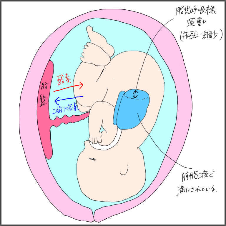 胎児呼吸様運動 べびままチャンネル